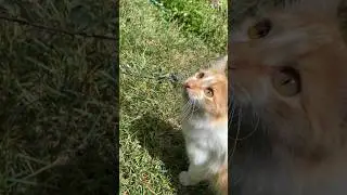 Кошачий кан-кан