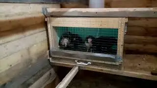 Автономка в курятник. Потребление. Часть 2