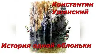 История одной яблоньки. К. Ушинский.