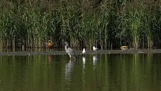 Цали в камышах. Царицыно