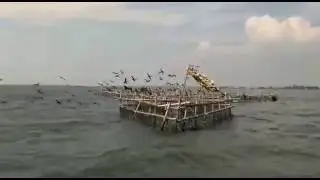 Di Tengah Laut Banyak Burung Belibis