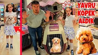 EVİMİZE YENİ ARKADAŞ YAVRU KÖPEK ALDIK !! ELİF SİNEMİN DİLEĞİ OLDU !!