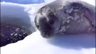 [blʲætʲ]