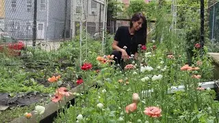 The Ranunculus is Blooming! & New Space Plans 🌸✨🌕