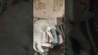 Храпящий кот.