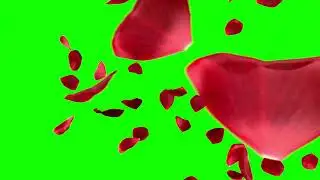 Rose petals transition green screen effect 