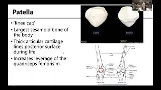 MSK5 BonesLowerLimb