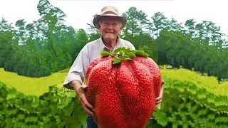 The best strawberry varieties. Tasting of varieties: Tsaritsa, Zenga Zengana, Mashenka, Sensation...