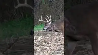 TOUGHEST Buck Ever, What Do You Think Caused This Injury 