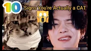 Yoongi was a CAT in his past life?? 10 Signs You're Actually a Cat Stuck in a Human Body