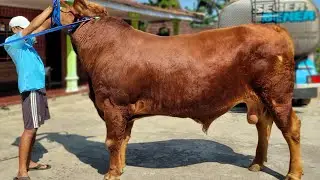 Waoooww Secepat Inikah Perkembangan SADEWO,... Apa Rahasianya ⁉️🔥🔥🔥