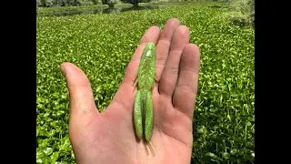 Fishing for bass in the Thick stuff