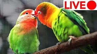 24/7 Bird Watching - Birds in The Jungle Video for Cats