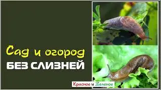 Сад и огород без слизней. Просто, эффективно, экологично.
