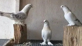 150 Bin TL Değerinde Şebab Güvercini🕊