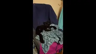Рука не поднимается выбросить автокресло для младенцев #кот #смешныекоты