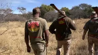 Buffalo Hunting with a Bow   WN Hunting Safaris  2022