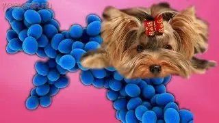 Пиодермия у собак | Симптомы | Лечение | Профилактика.