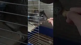 Не хочу отдавать орешек 🥜