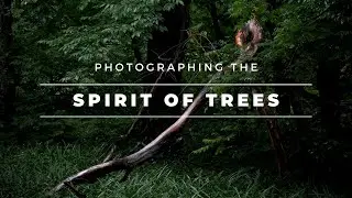 Photographing the Spirit of Trees | 8 Tips for Nature Photography Shizen Style