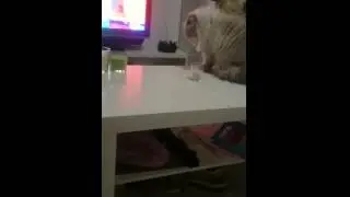Bad ass cat Trolls its owner - Gato malo
