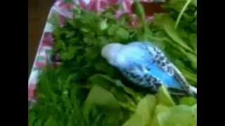 волнистый попугай купается в зелени.3gp