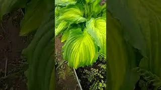 Хоста Принцесса Амалия