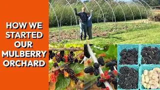 Starting Our Mulberry Orchard