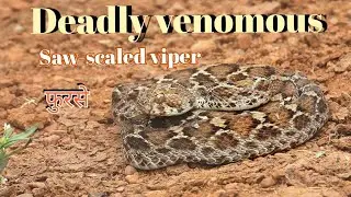Saw-scaled viper | snake | deadly venomous #snakes #reptiles