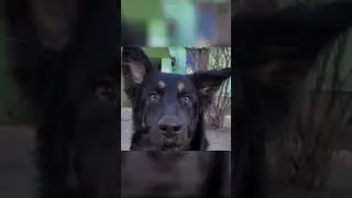 Боже, куда мы лезем #webm #viral #shorts #засмеялсяпроиграл