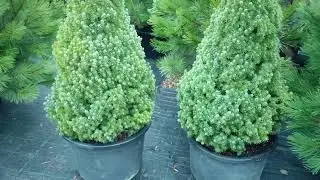 Konika. Dwarf Canadian spruce. Planting and care.
