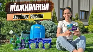 Підживлення хвойників навесні та влітку. Легко і без помилок - догляд у 4 кроки 🌲