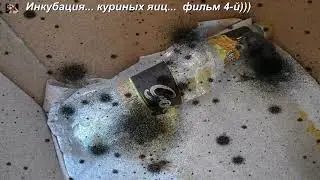 Инкубация...  куриных яиц...  фильм 4-й)))