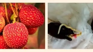 Личи из косточки!!! ВЫРАЩИВАНИЕ ЛИЧИ из косточки в ДОМАШНИХ УСЛОВИЯХ.
