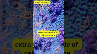 Cell membrane Protein channels and Receptors Animation