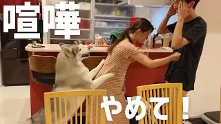 ボコボコにされる兄を助けようとするシベリアンハスキー