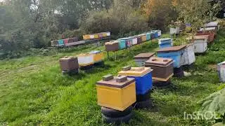 Работа на пасеке в октябре!