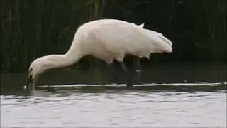 Spoonbill 9/6/23 a bit more video