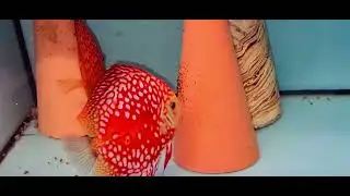 Chen’s discus uk 07/01