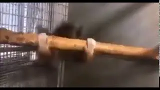 Kylo Ren MORE meme (original)