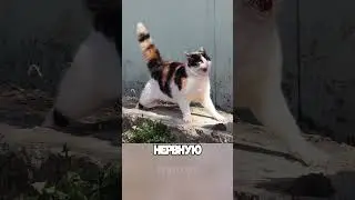 What happens if you get bitten by a rabid animal?