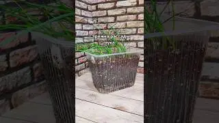 Стрижка рассады лука. 