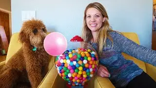 My Puppy Reacts To Bubble Gum Blowing!