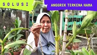 ANGGREKNYA DI SERANG KADAL DAN KUTU GAJAH.