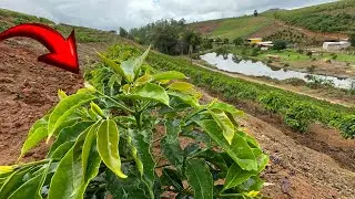 TECNOLOGIA PARA PLANTAR CAFÉ DO JEITO AVANÇADO VEJA