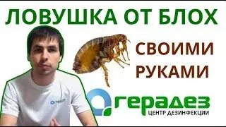 Делаем ловушку для блох своими руками
