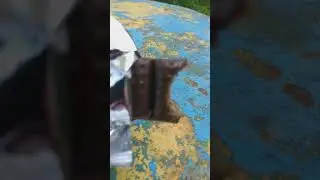 птица насрала на козырёк, хорошо что не на голову