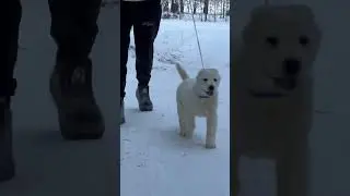 Алабай щенок среднеазиатской овчарки питомник #таежныйталисман #щенкиалабая #алабай #сао