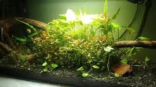 100l aquarium update
