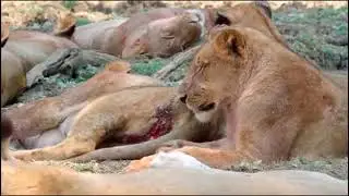 Hyenas Kill Lions